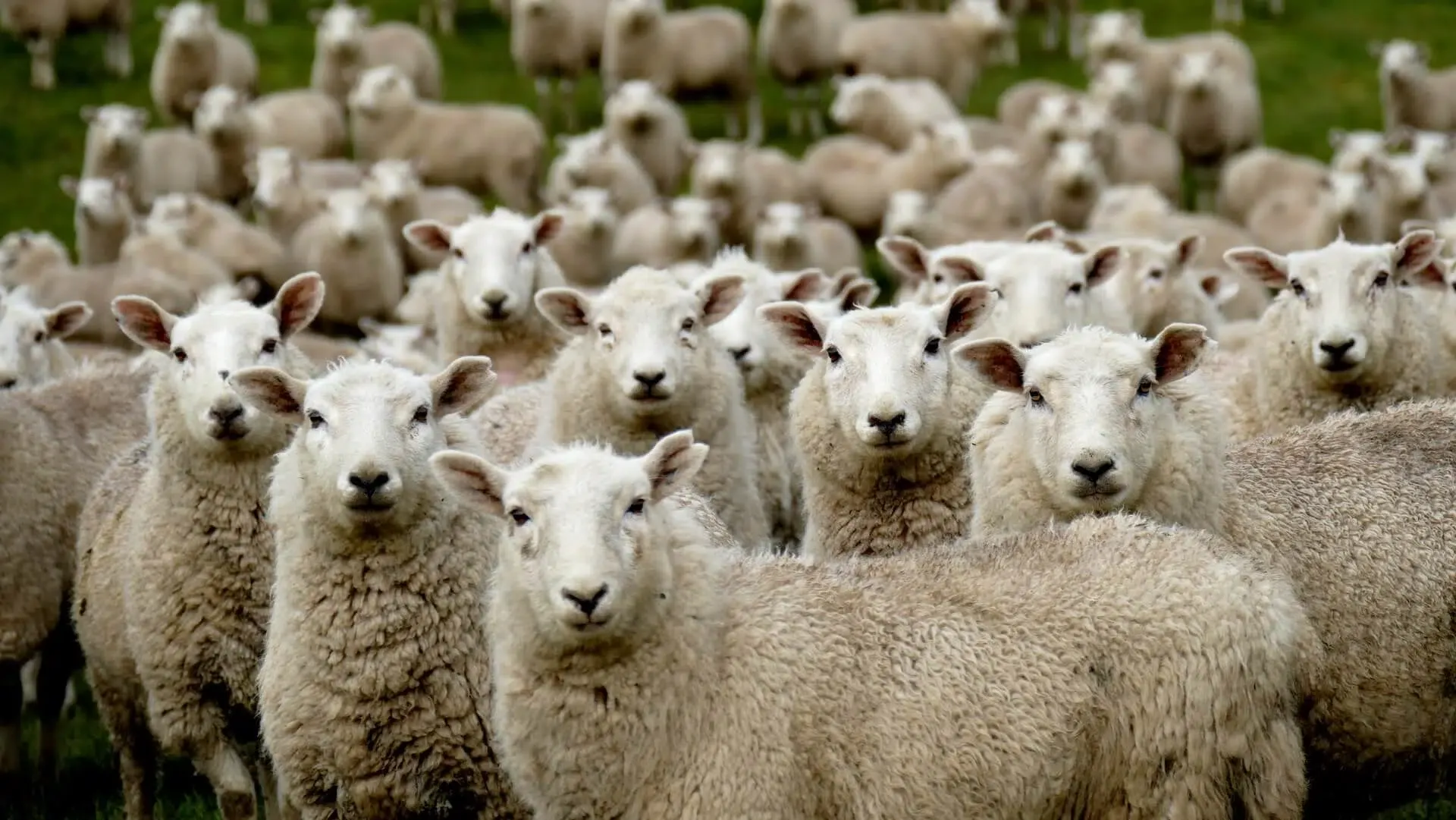Bakra Eid Dubai UAE 2025